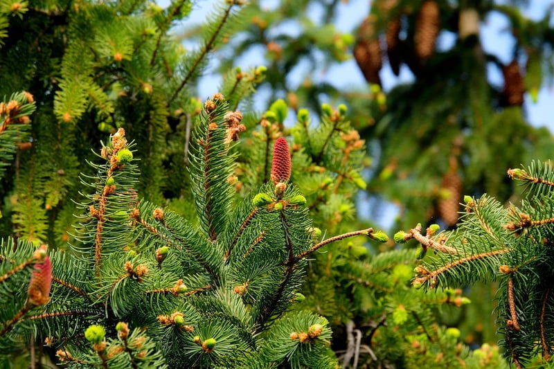 Sustainable plant decor